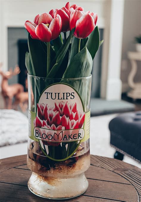 Bloomaker tulips - How are Bloomaker tulips cared for? The ideal setting is a space that receives plenty of natural light and is at room temperature. The longevity of the tulips increases with decreasing temperature (above freezing). Rooms with an average temperature of 60 to 65 degrees Fahrenheit are generally ideal for growing Long Life Tulips.